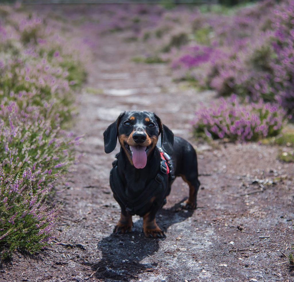 Dog Friendly Hotels In The New Forest | New Forest Collection