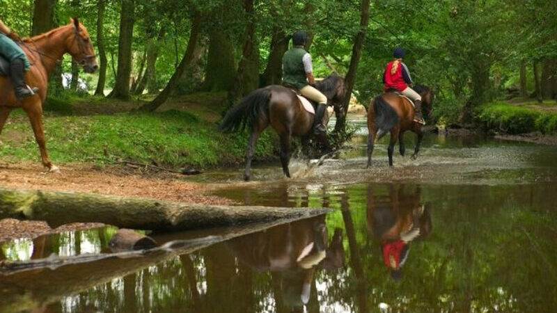 Guests enjoying a guided horse riding experience through the scenic woodlands and heathlands of the New Forest. A perfect outdoor adventure for nature lovers and equestrian enthusiasts to explore the beautiful landscapes of this unique national park.