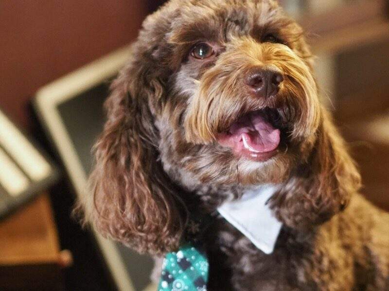 Yoda | Managing Dogrector | sitting at reception in a tie
